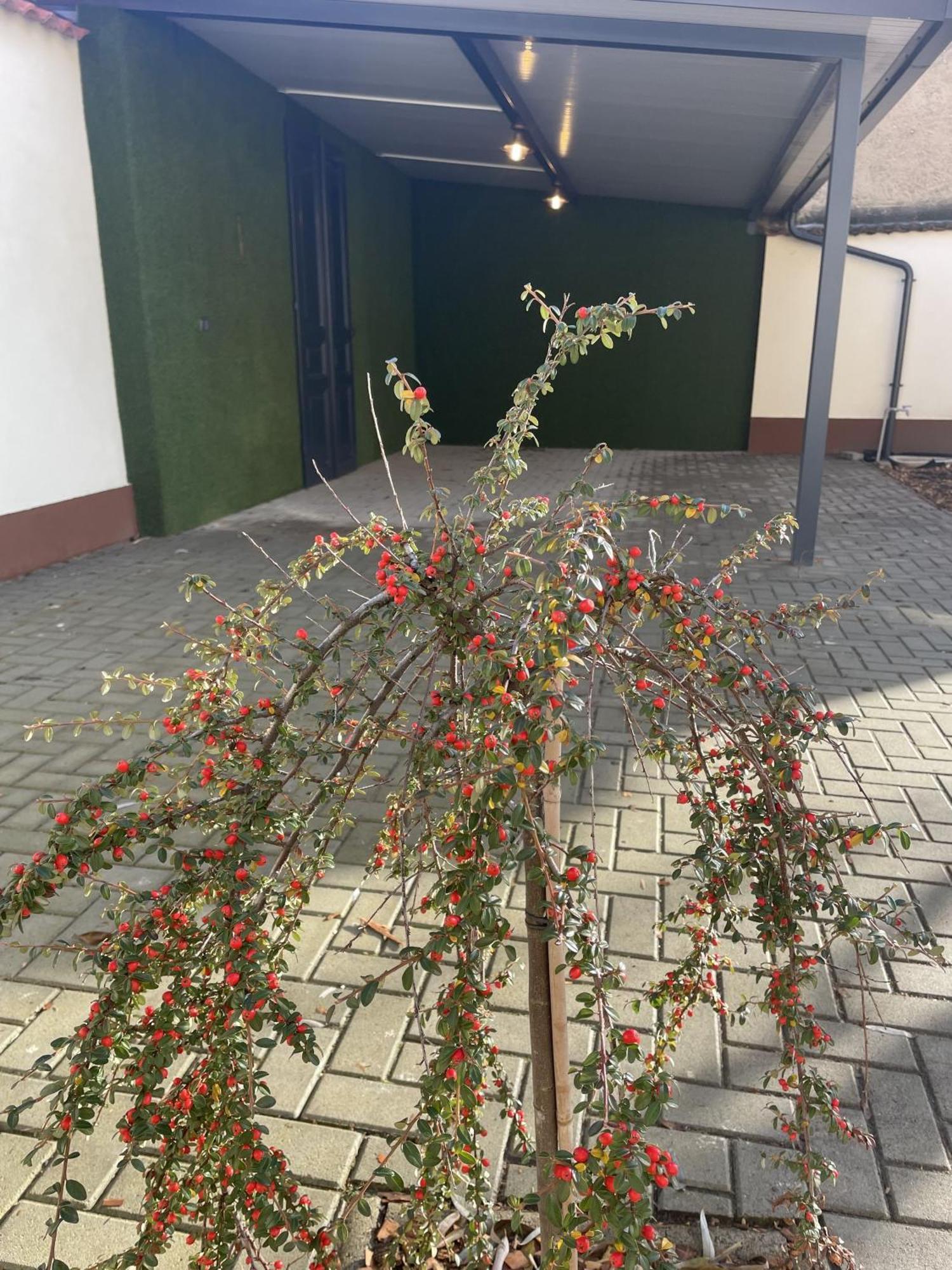 Casa Rosa Apartmanok Еґер Екстер'єр фото
